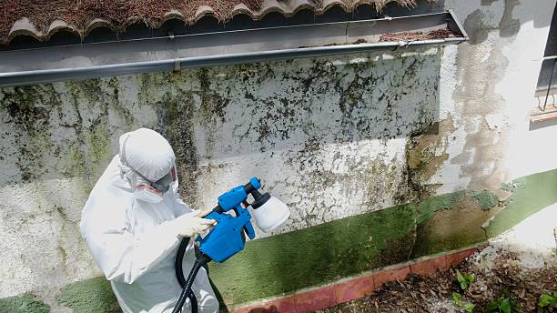 Top rated local Mold Remediation specialists in Leesburg, FL